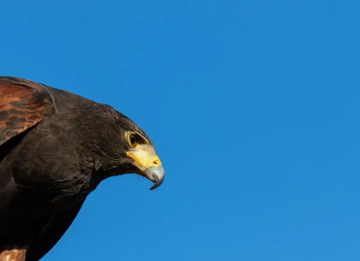 Falconry