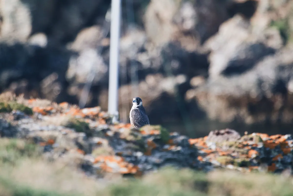 Coastal Raptors: Where to See Peregrines and Kestrels by the Sea