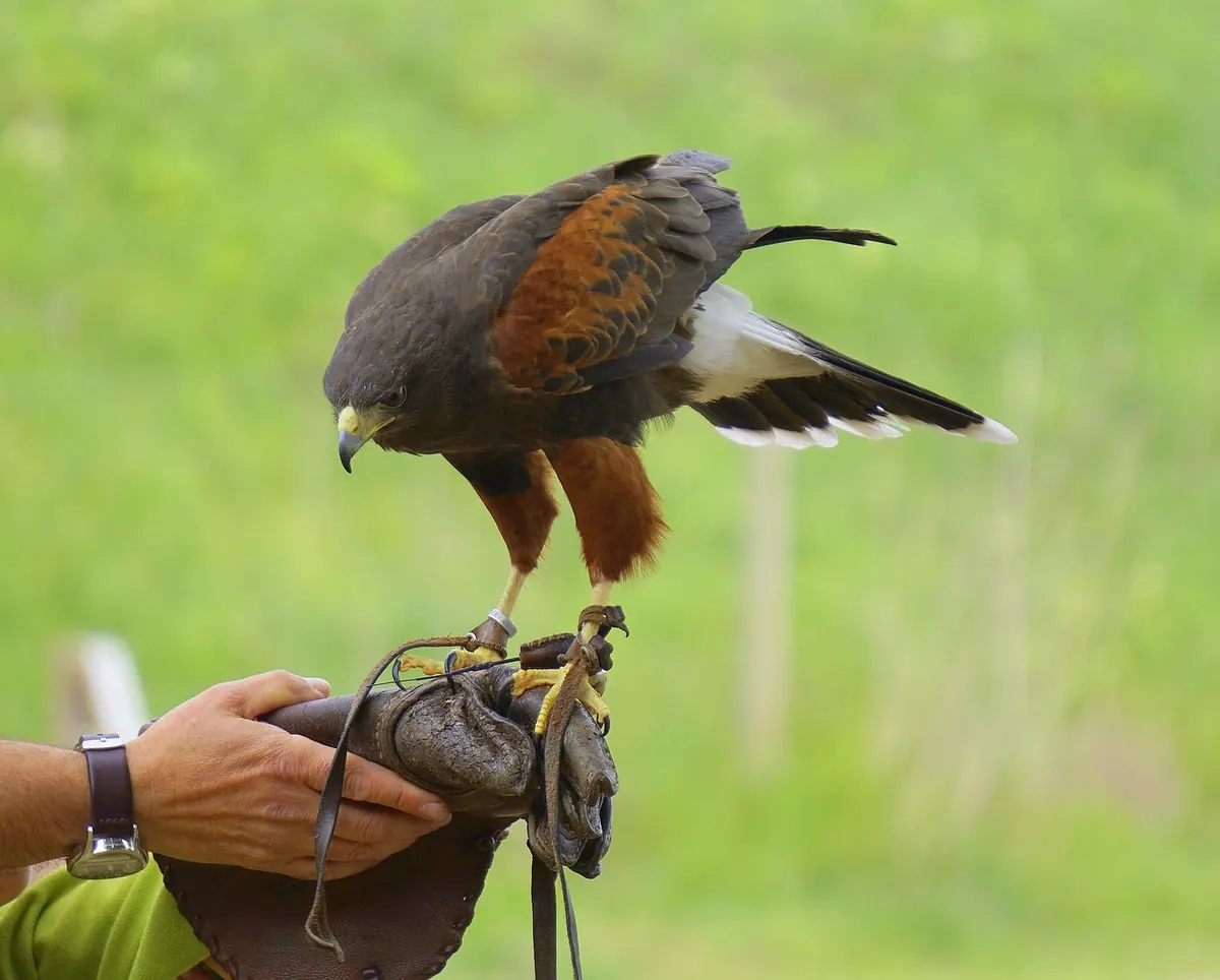 Falconry Equipment Checklist for Beginners: Essential Kit and Why You Need It